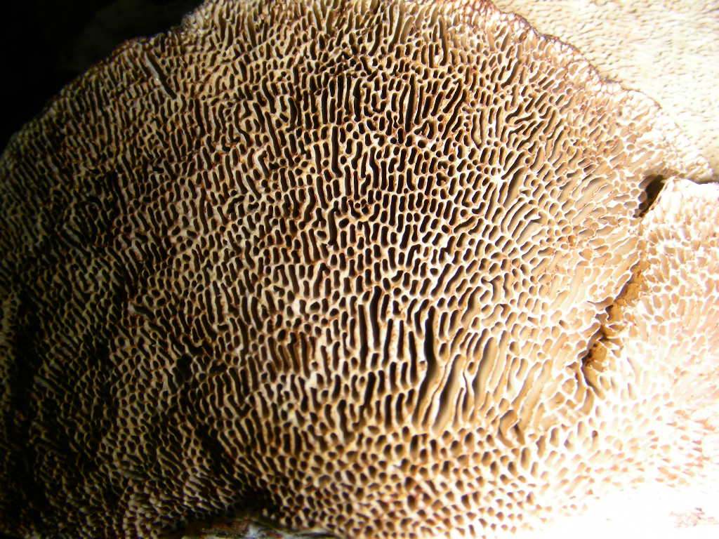 Daedaleopsis confragosa?